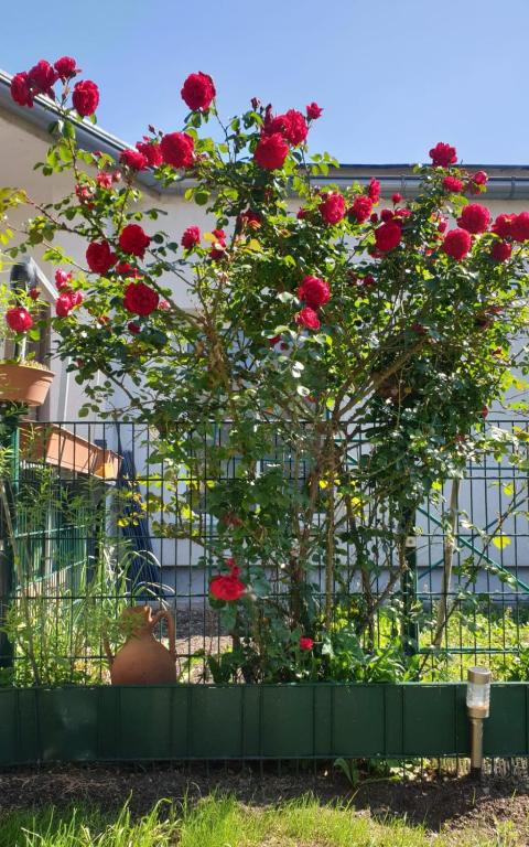 Zahrada ubytování Ferienapartment Neunkirchen
