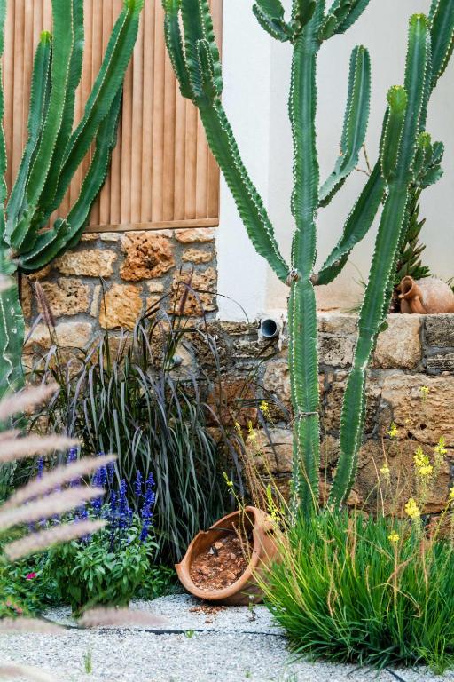 a cactus and other plants in a garden at Soleil Rooms and Suites in Stalís