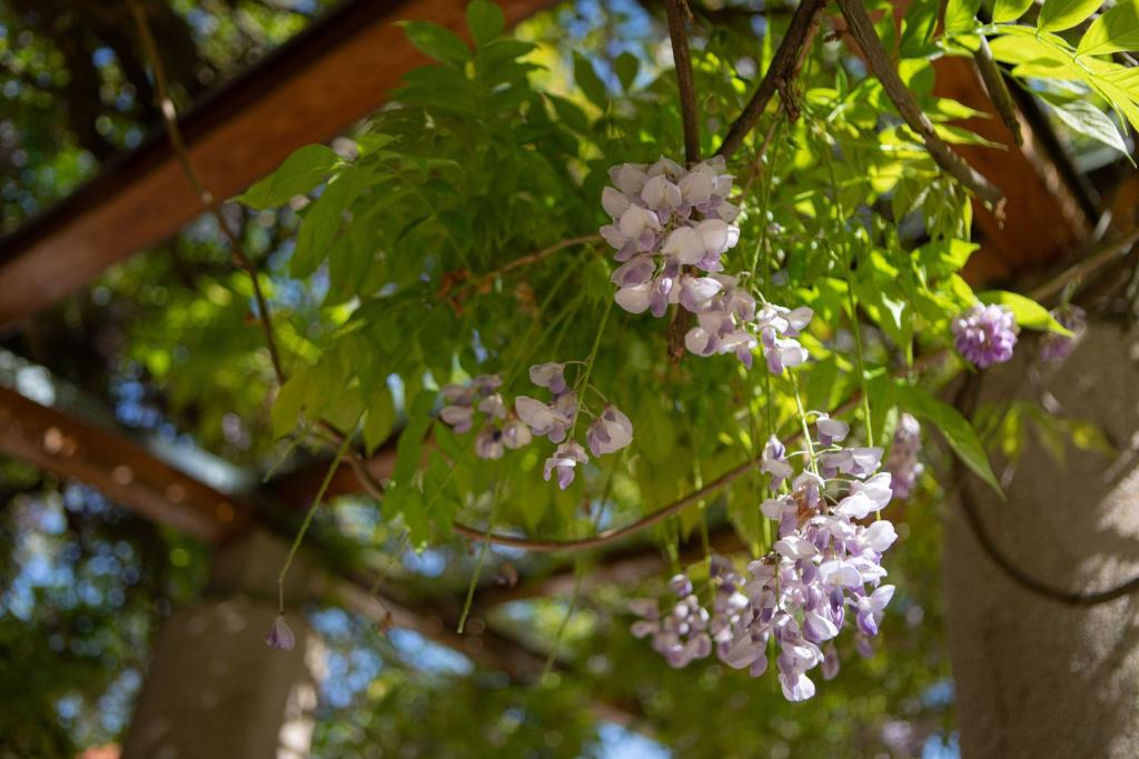 Klebelsberg Kastély Budapest - Resim 29