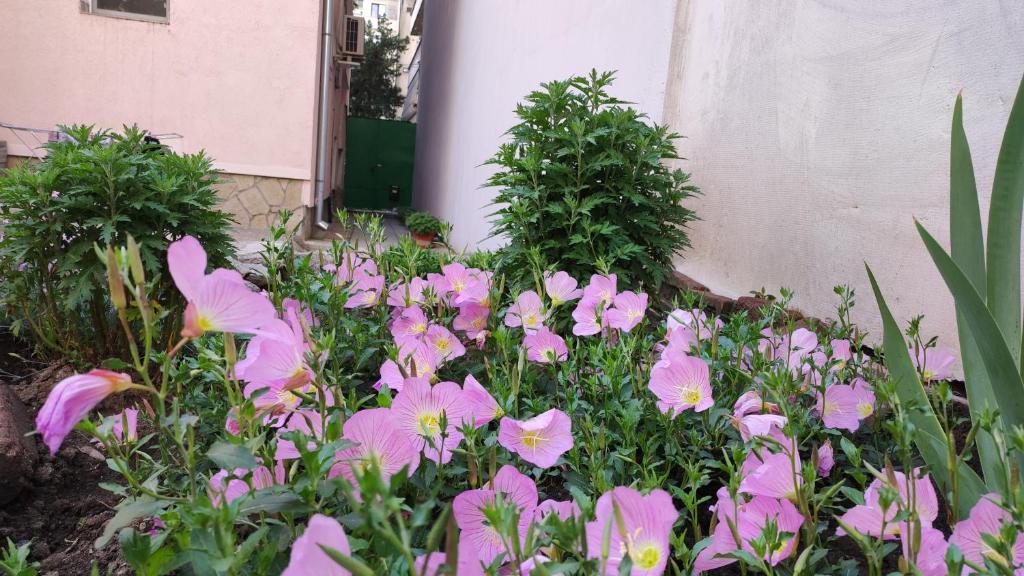 Zahrada ubytování Markovo Tepe House & Garden