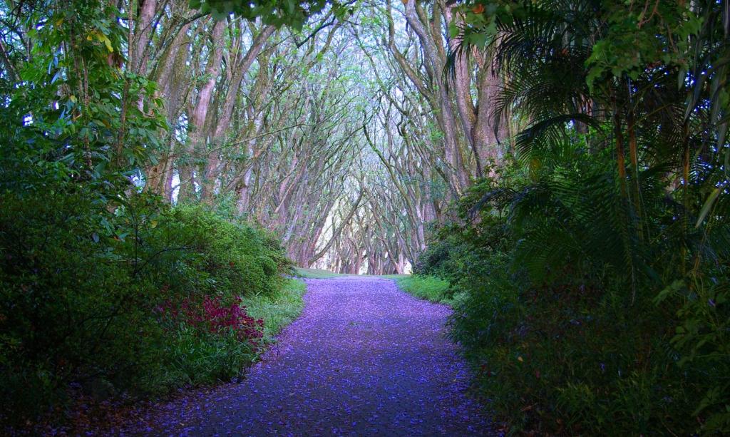un camino a través de un bosque con árboles y flores en Highgrove House Country Hotel, Restaurant, Farm & Spa, en Hazyview