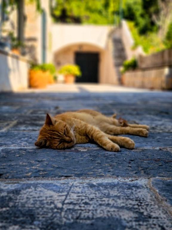 Villa Anica Dubrovnik - luxurious with a sea view - 10