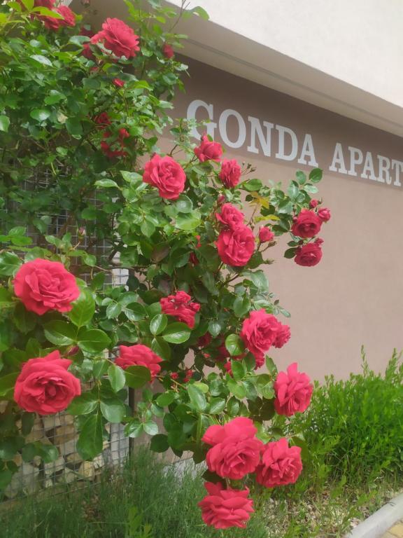 Gonda Apartments - Housity