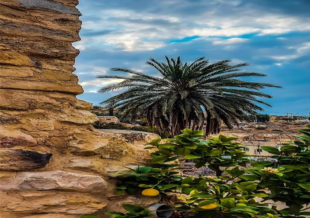 una palmera y una pared de piedra con una planta en bit mumia house & restaurant, en Kerak