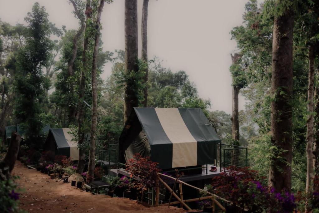 un groupe de tentes dans une forêt plantée d'arbres dans l'établissement Wonderwoods Tent Camping Munnar, à Munnar