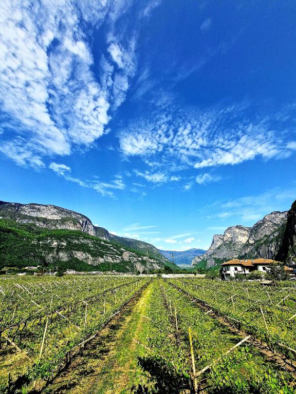 a field of crops with mountains in the background at Antico Fienile Agritur in Mezzocorona