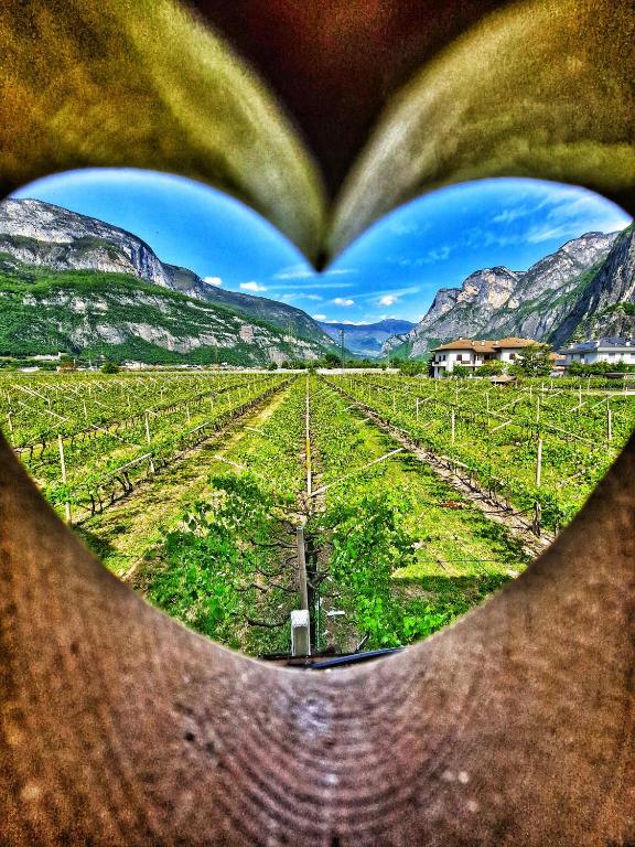 a heart shaped view of a vineyard in a field at Antico Fienile Agritur in Mezzocorona