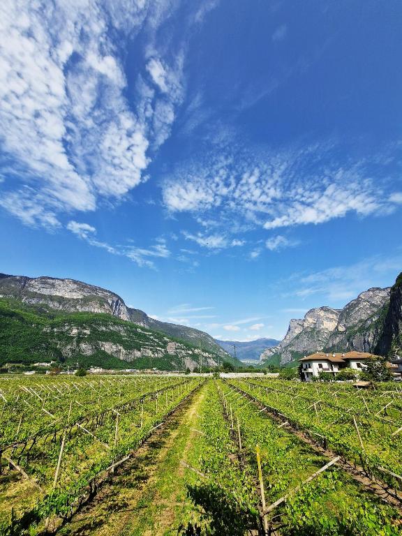 a field of crops with mountains in the background at Antico Fienile Agritur in Mezzocorona