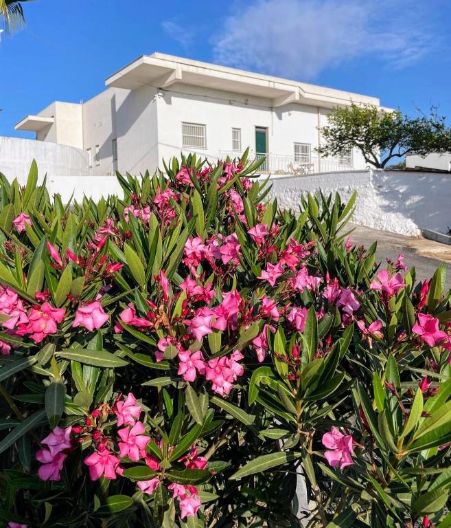 a bush with pink flowers in front of a white house at Loredana Affittacamere in Vittoria