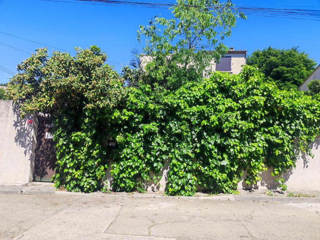 um grande arbusto verde ao lado de um edifício em Ingrid Mary em Nîmes