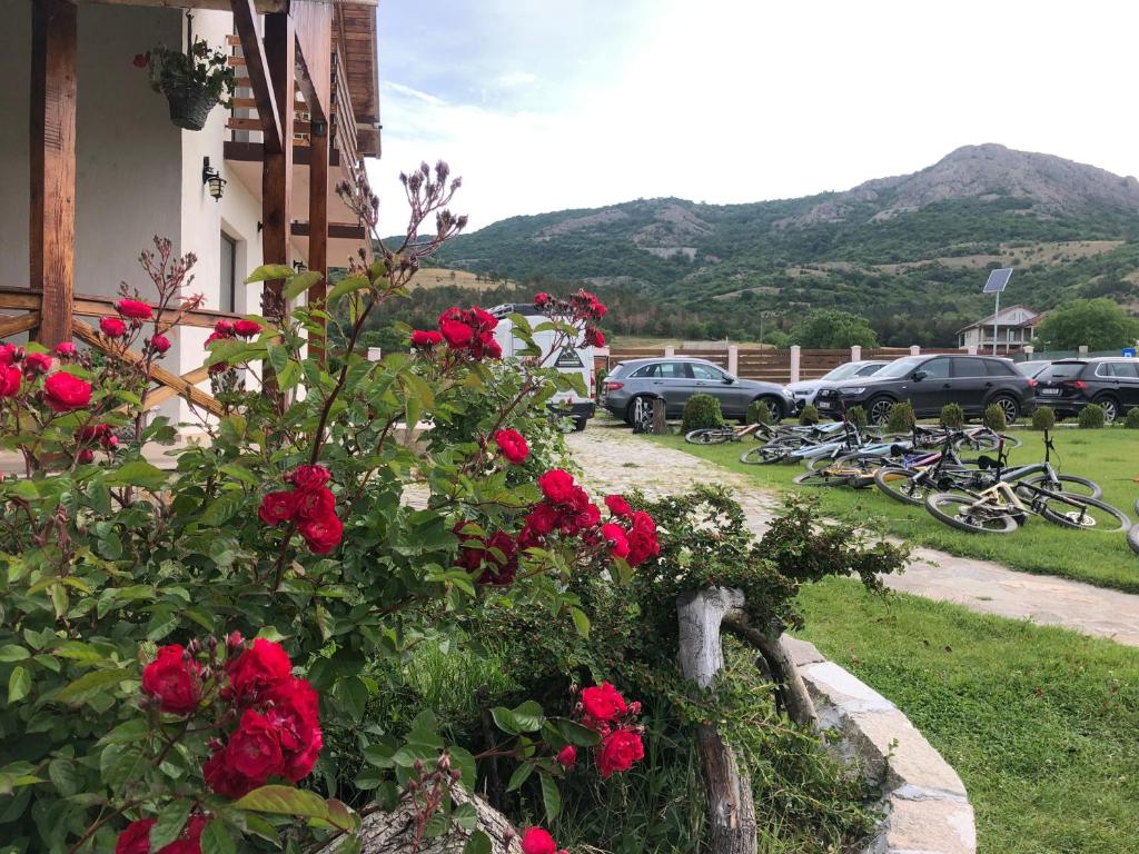 um monte de rosas vermelhas num jardim ao lado de um edifício em Plai Dobrogean em Greci