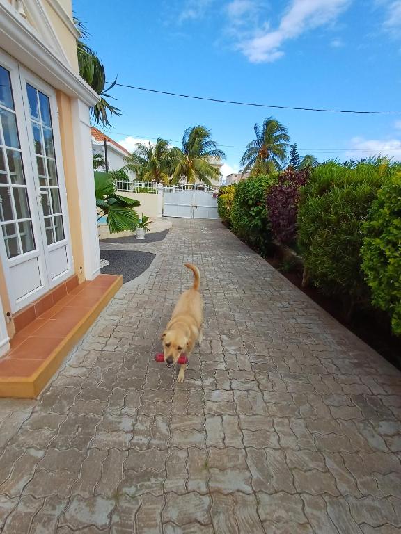 Fotografie z fotogalerie ubytování Villa kartner v destinaci Albion