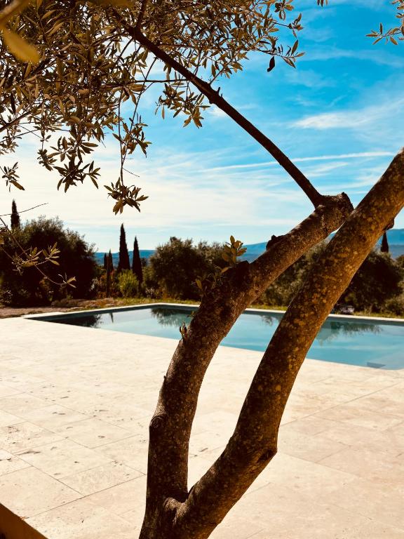 une branche d'arbres en face d'une piscine dans l'établissement Mas de la canopée-Luberon, à Saint-Saturnin-lès-Apt
