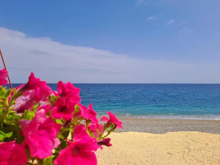 a bush with pink flowers on the beach at Casa Michela in Letojanni