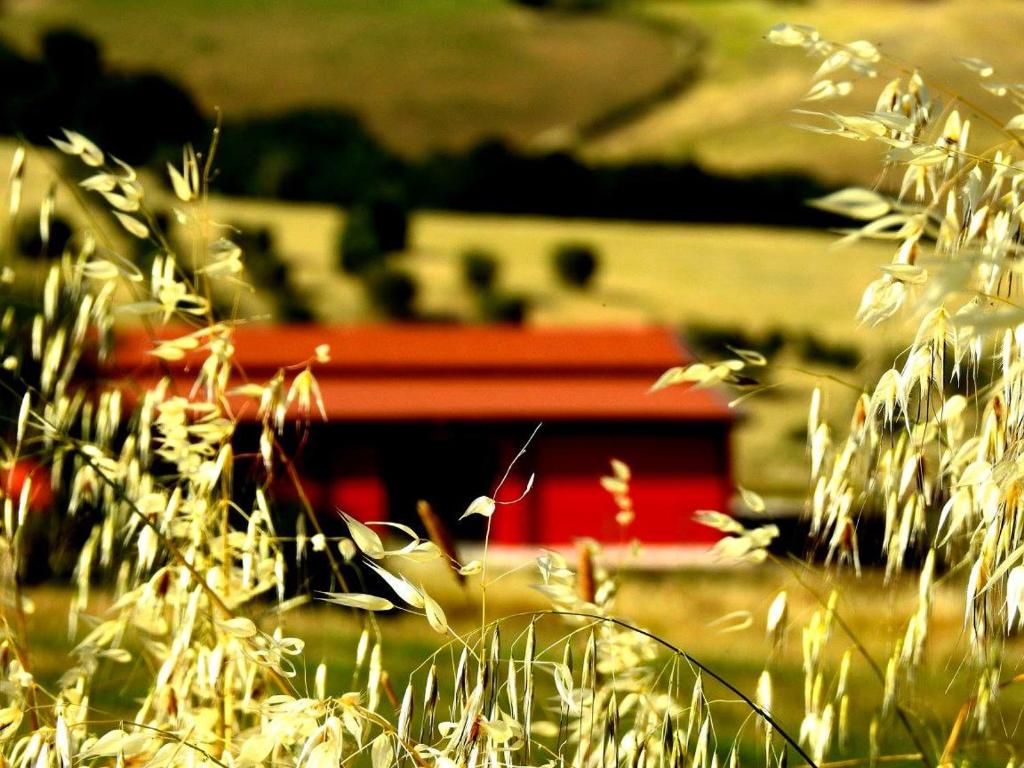 un campo de hierba con un coche rojo en el fondo en Poggio la Luna la casa nel vigneto en Montemerano