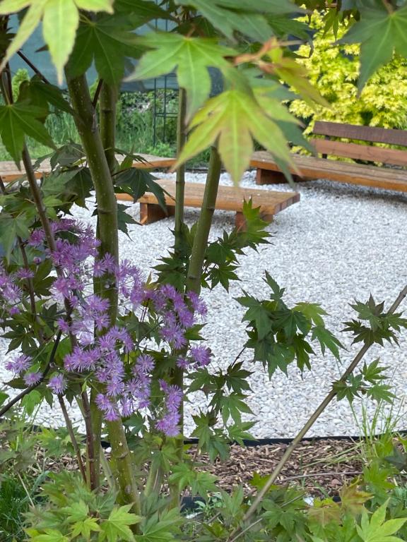 a garden with purple flowers next to a bench at FeWo Jack's World in Luckenwalde