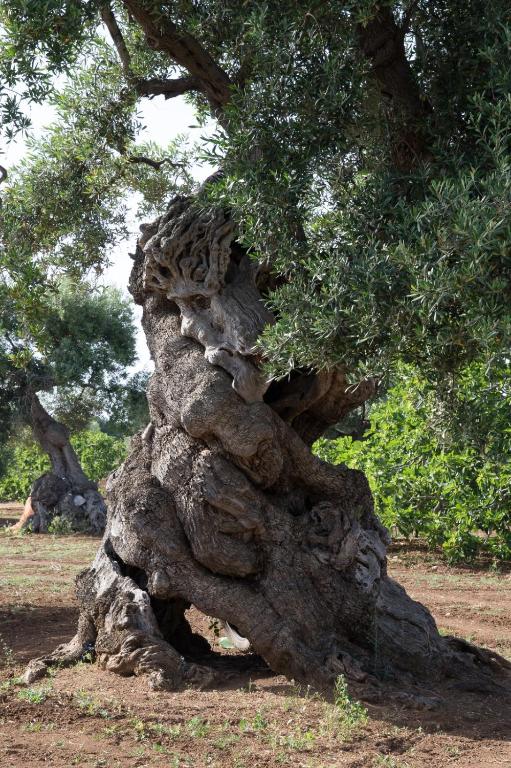 Fotografie z fotogalerie ubytování Dimora Rudiae Lecce v destinaci Lecce