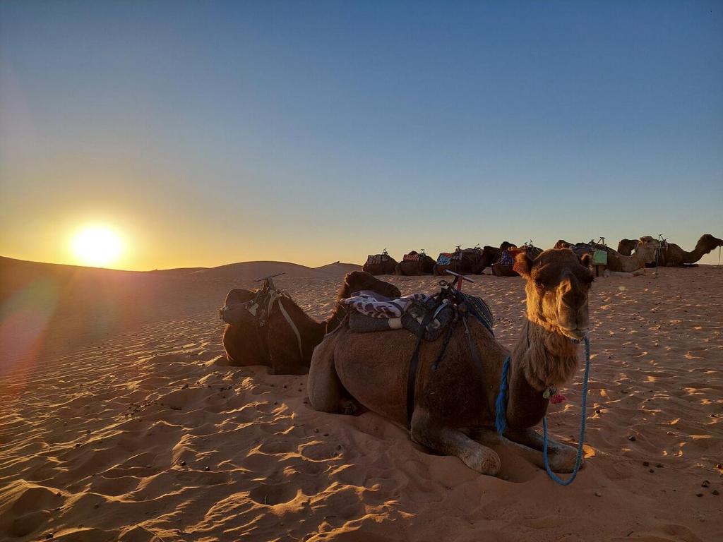 Hosté ubytování Desert Experience Glamping
