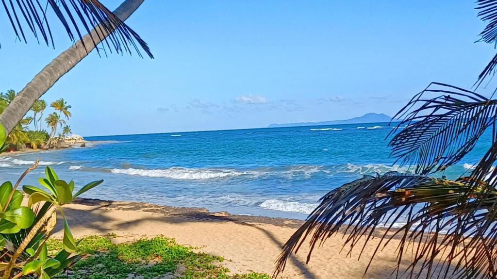 - une plage avec un palmier et l'océan dans l'établissement Blue Horizon, à Humacao
