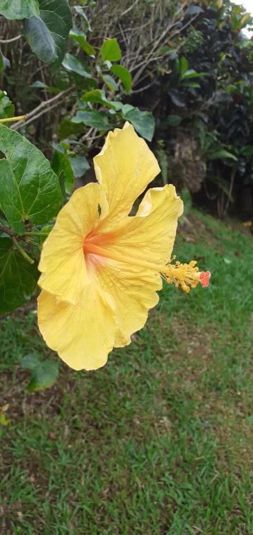 Zahrada ubytování Le gîte du jardin