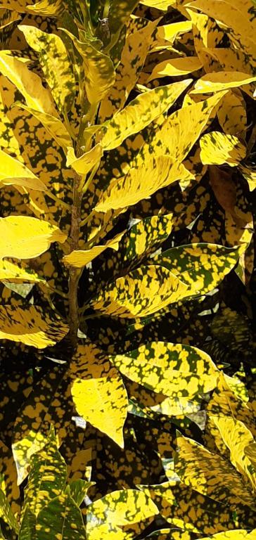 Fotografie z fotogalerie ubytování Le gîte du jardin v destinaci Gros-Morne