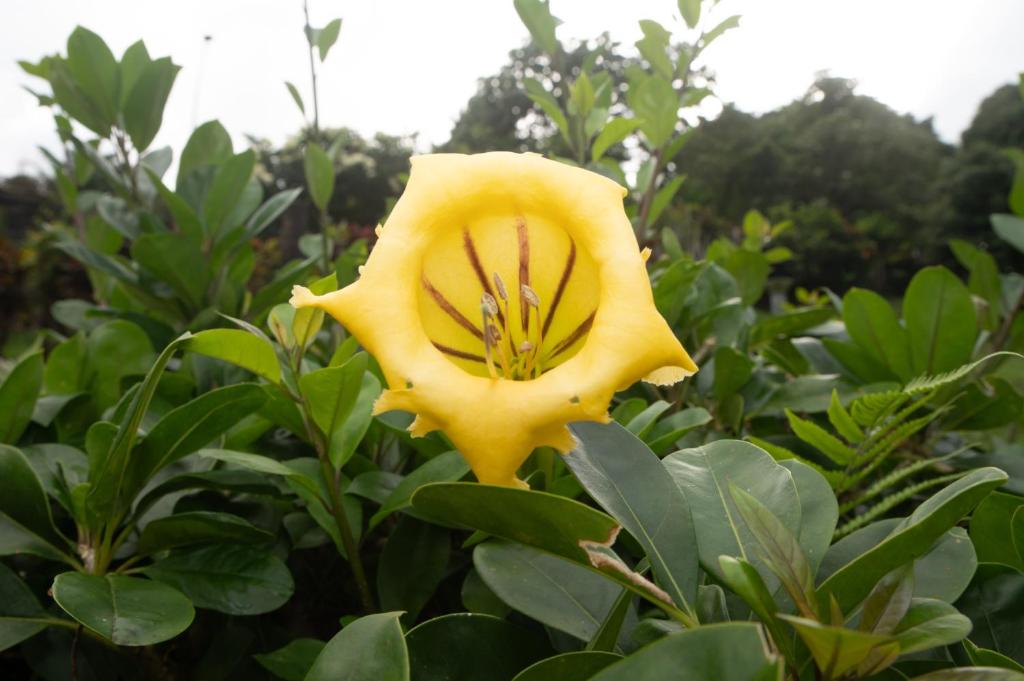 Zahrada ubytování Le gîte du jardin