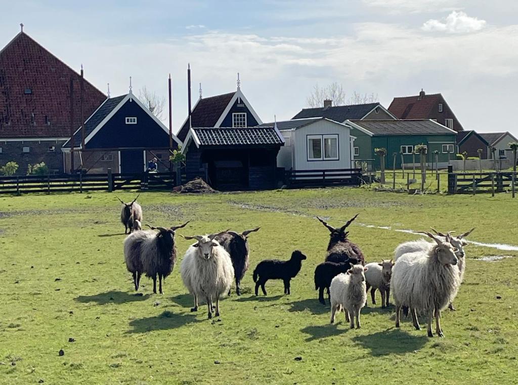 a herd of sheep in a field with houses at Welcome in Jisp in Jisp
