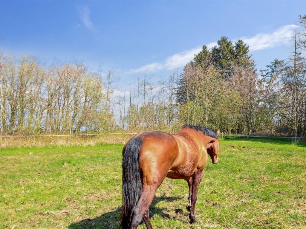 Zvířata v prázdninového domu nebo okolí