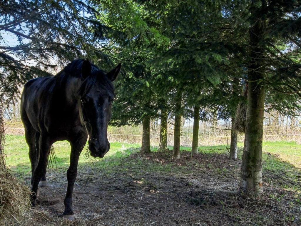 Zvířata v prázdninového domu nebo okolí