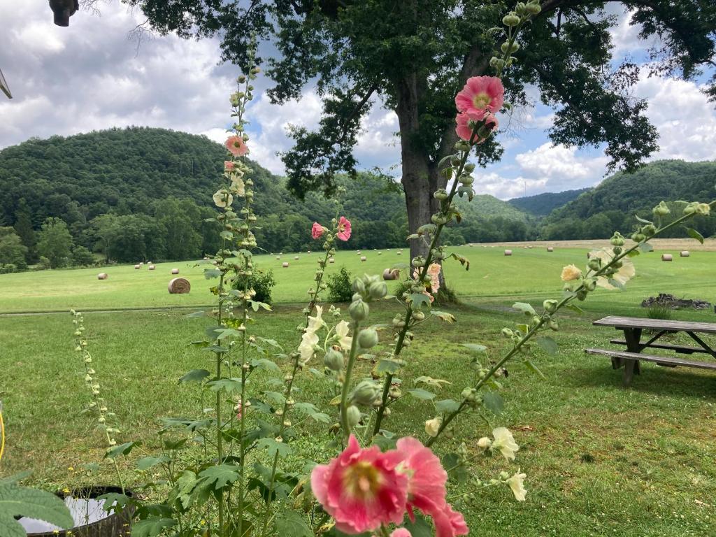 a park with a bench and flowers in a field at Gorgeous cabin stay near I-77, views, antiques, Wi-fi, wonderful experience for 2! in Princeton