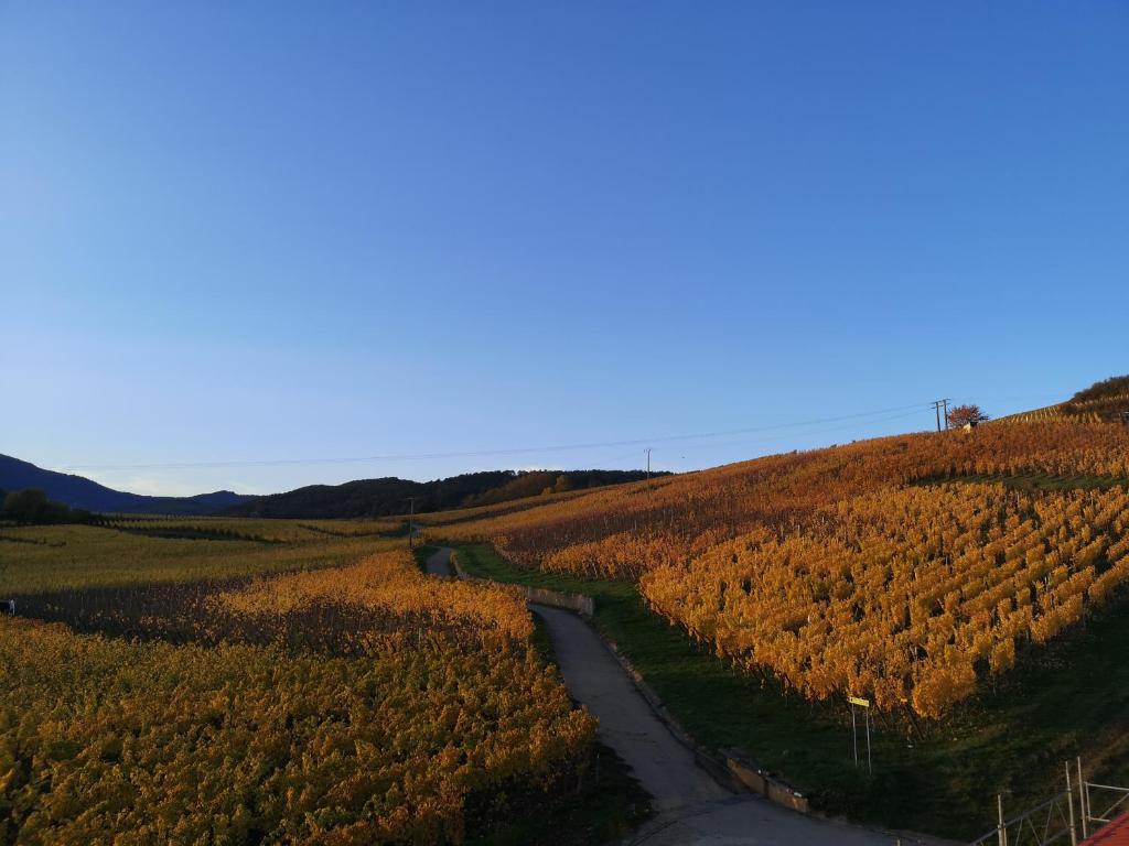 Cocon de caractère au cœur des vignes Alsaciennes – photo 34