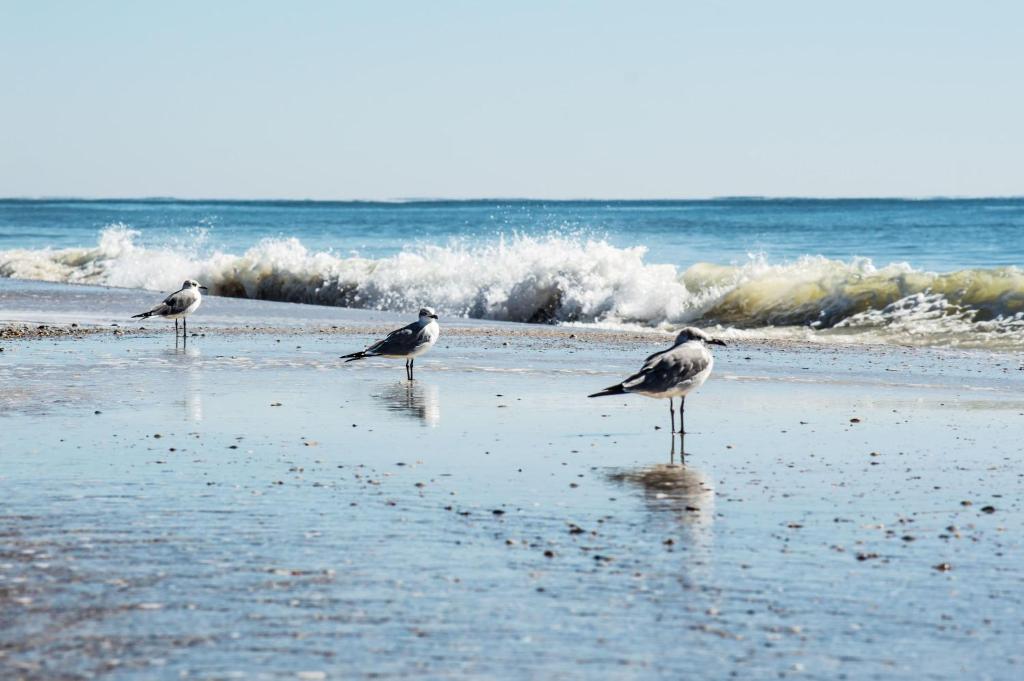 three birds standing on a beach near the ocean at Direct Gulf Views with Deeded Beach Access (#17) - Sleeps 7 in Gulf Shores