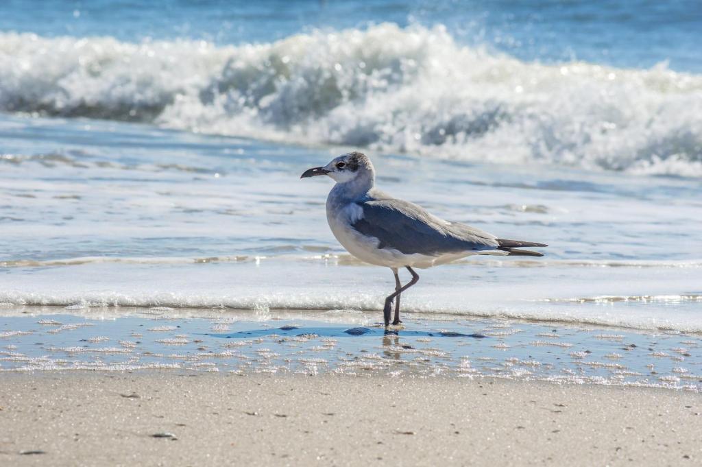 um pássaro parado na praia perto do oceano em Super Cute With Deeded Beach Access (#26) - Sleeps 5 em Gulf Shores