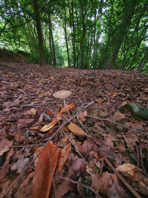 Fotografie z fotogalerie ubytování Gite du Hêtre Pourpre v destinaci Clécy