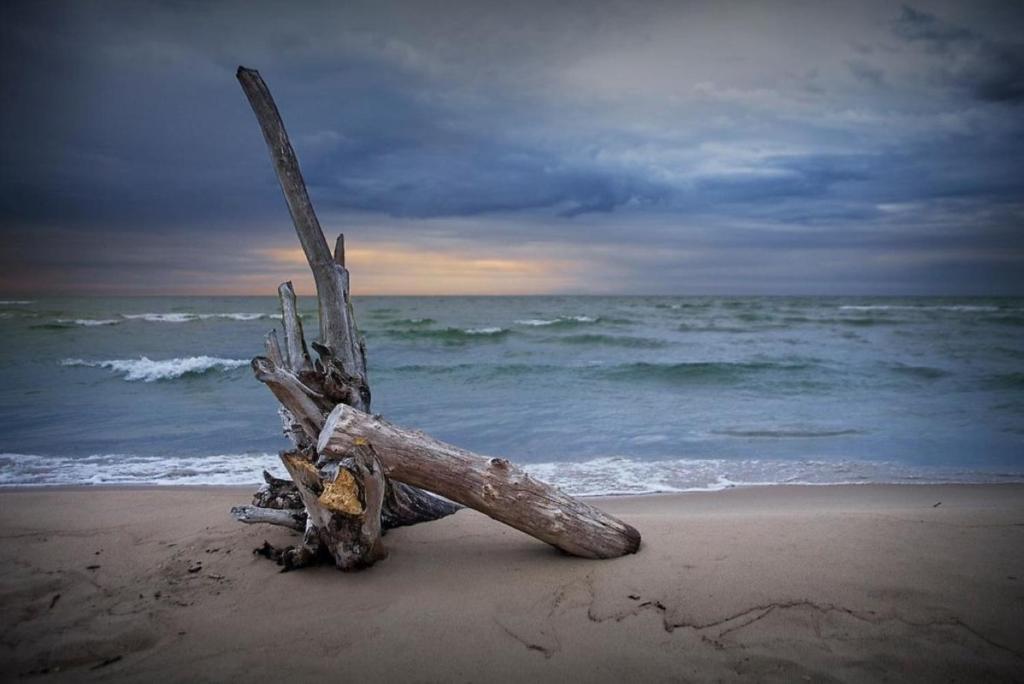 a piece of driftwood on a beach with the ocean at Lake Huron - 1 Bedroom, 1 Bath Lake Front Cabin (Sleeps 4) in Oscoda