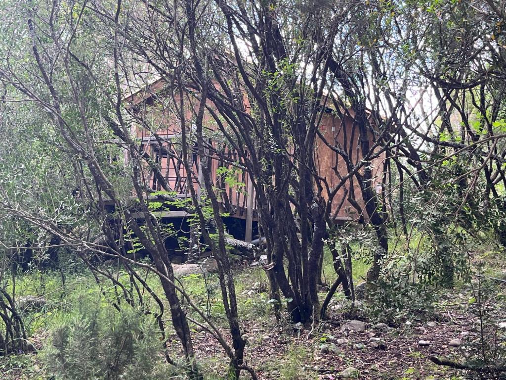eine Hütte inmitten eines Waldes mit Bäumen in der Unterkunft Petit chalet en pleine nature avec accès rivière in Venaco