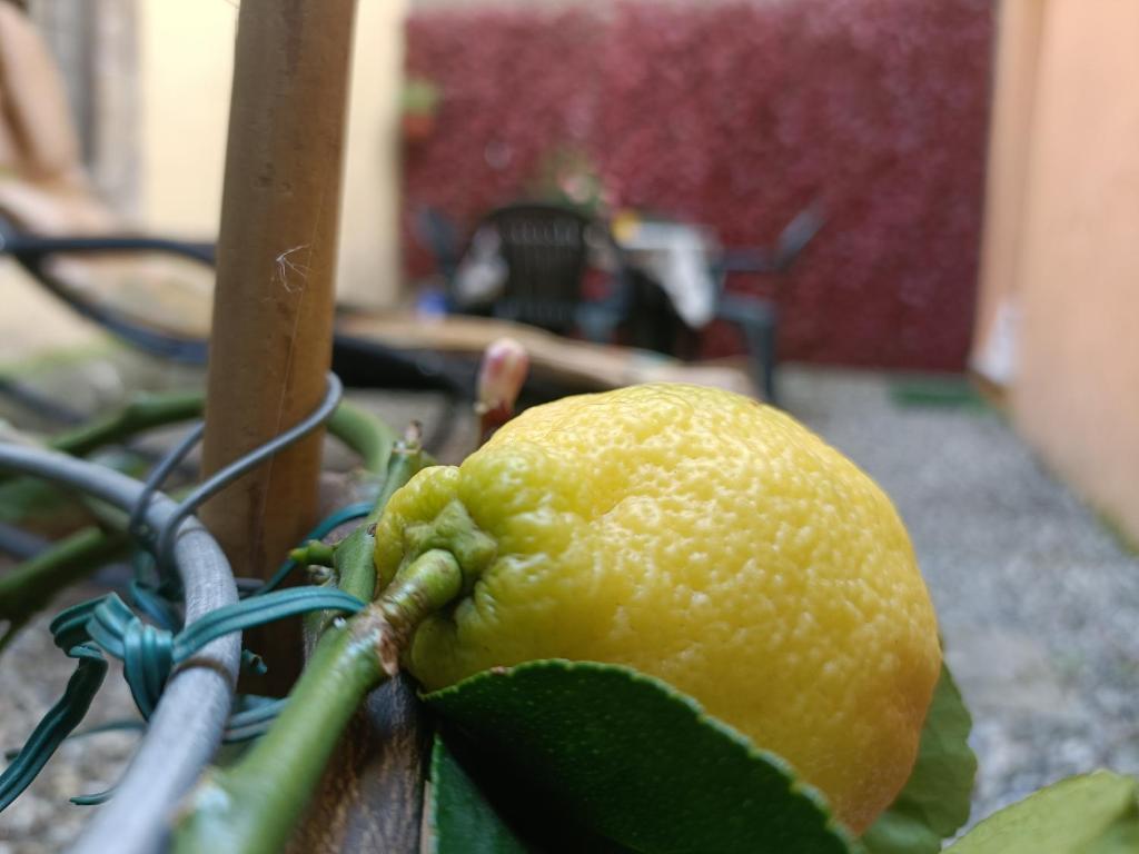 Il giardino segreto - 7