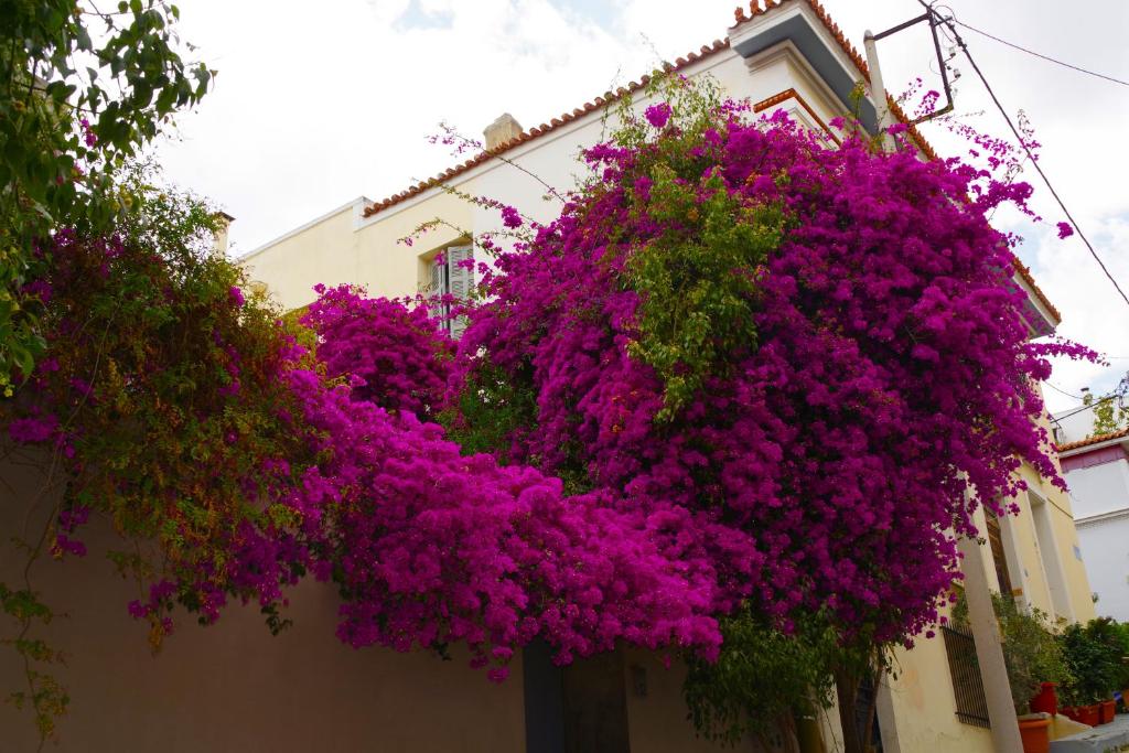 Absolute Athens Acropolis View - 14