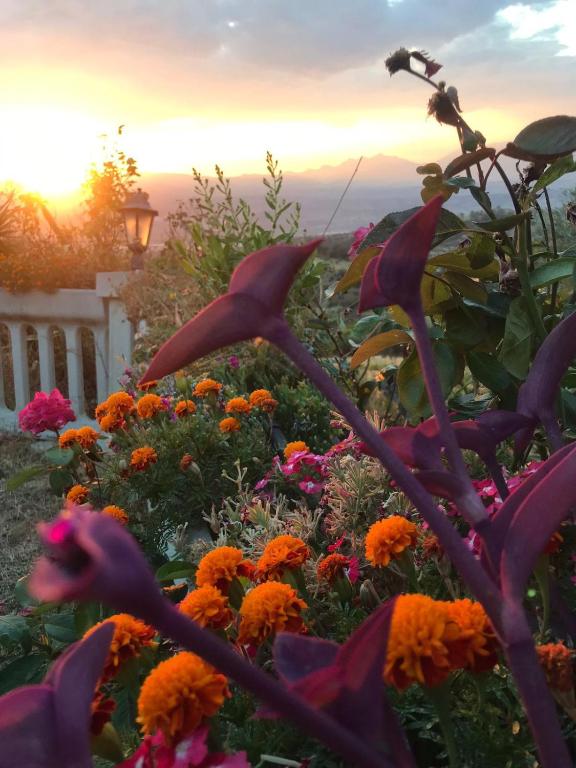 A garden outside Agriturismo Vemi