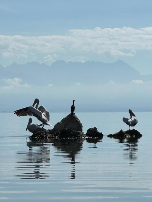 a group of birds sitting on rocks in the water at Konoba Ulicevic in Vranjina