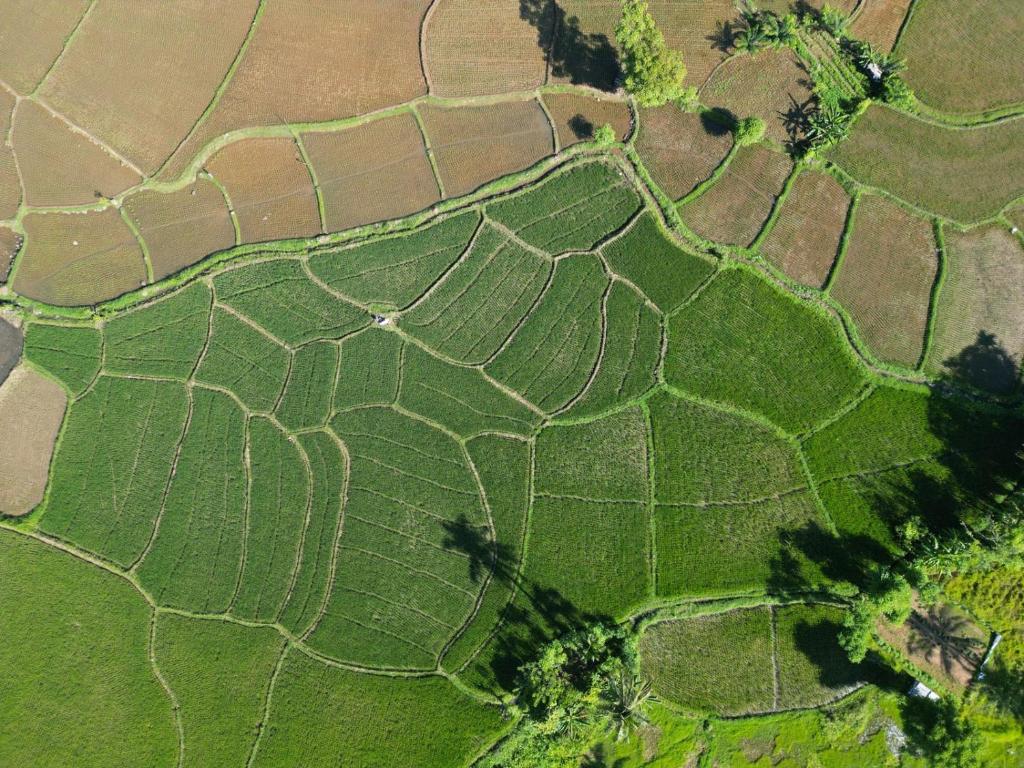 an overhead view of a field of crops at LOBLUS (Low Budget Luxury Stay) in Padang