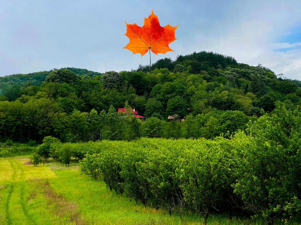 een groot oranje esdoornblad dat over een veld vliegt bij Prirodna oaza Brvnare Platan in Vrdnik