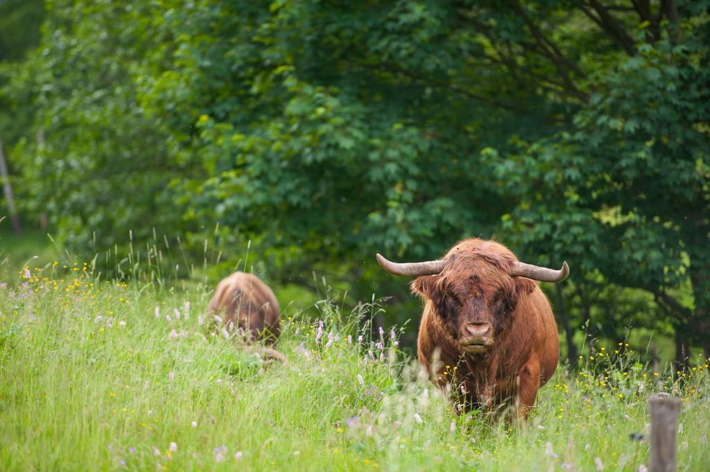 Zvířata v penzionu – hostince nebo okolí