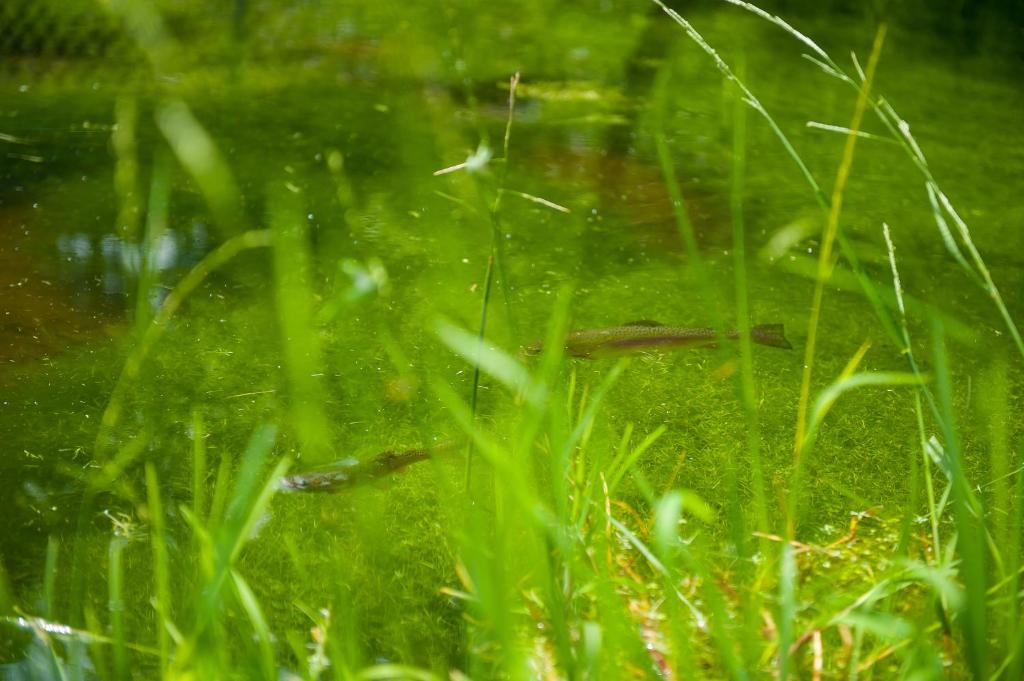 Příroda nedaleko penzionu – hostince