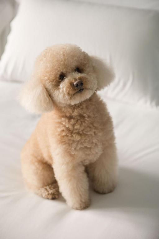 Hotel Antik San Sebastián - Resim 15