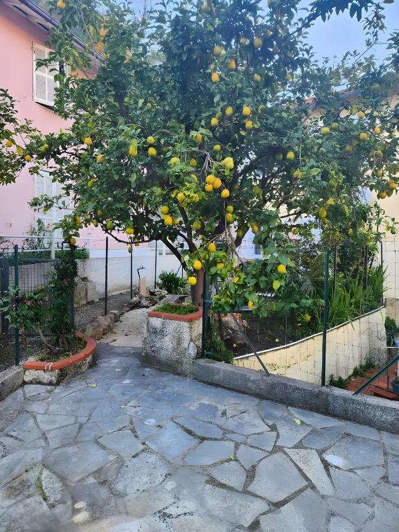 a lemon tree with lots of oranges on it at Appartement avec jardin - Le Citronnier in Menton