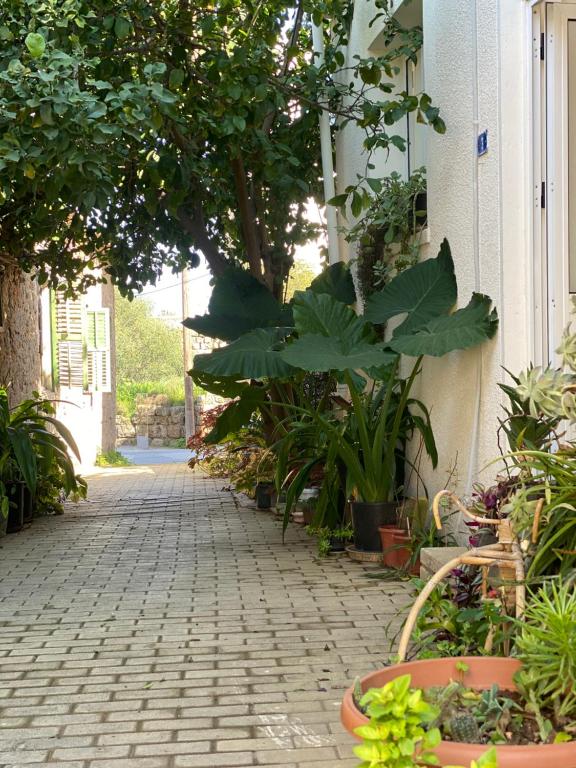 einen Kopfsteinpflasterweg mit Pflanzen in Töpfen neben einem Gebäude in der Unterkunft Grandmother's House in Famagusta