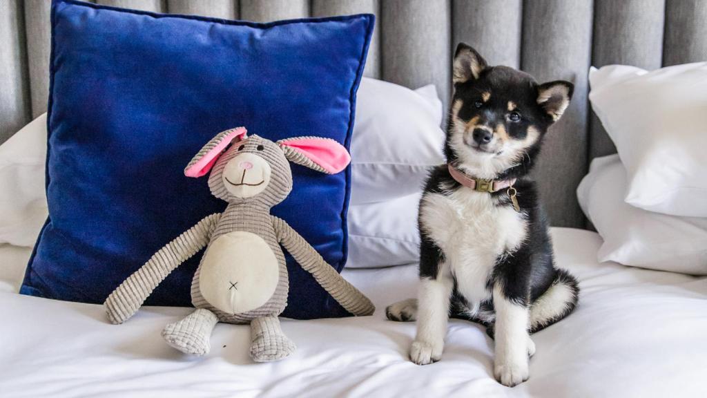 Kimpton De Witt Amsterdam by IHG - Resim 29