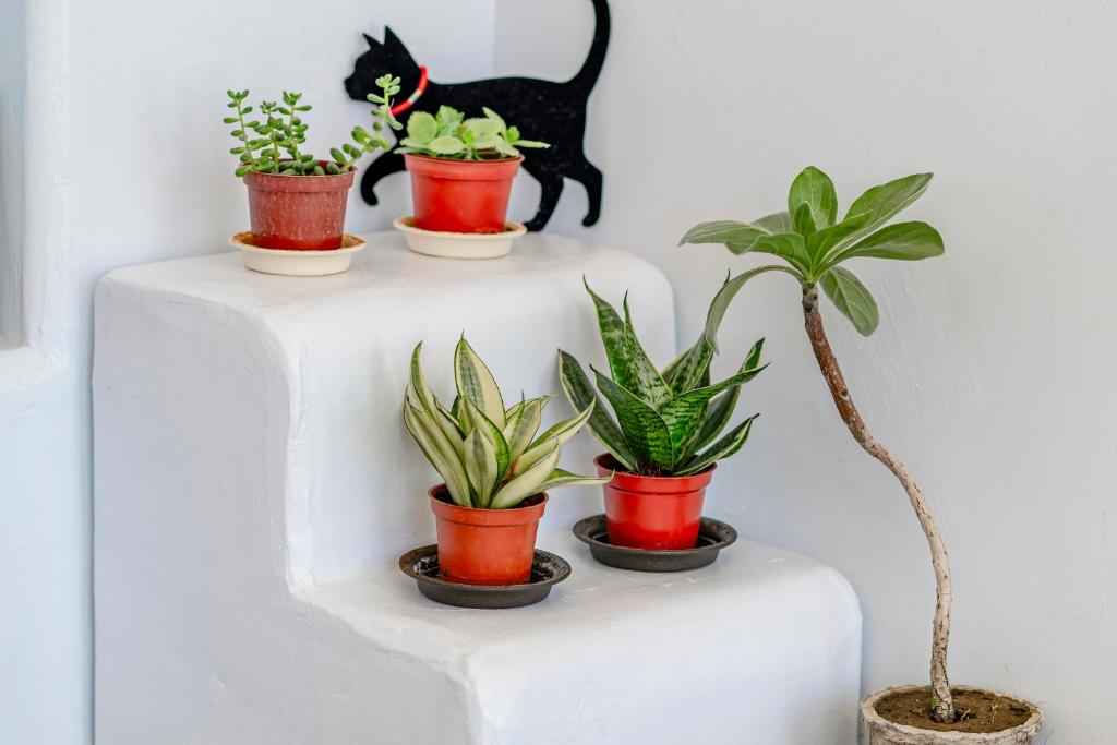Fotografie z fotogalerie ubytování Cat at Greece v destinaci Nanwan