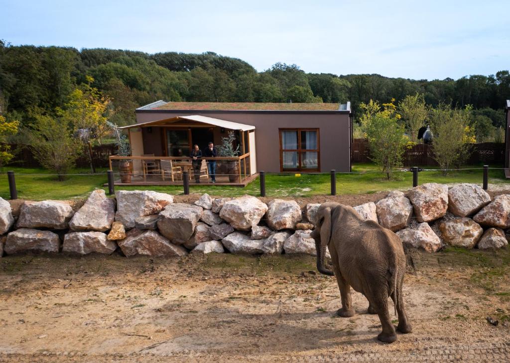 a small elephant standing in front of a stone wall at Les Nuits de Thoiry in Thoiry